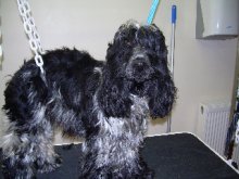 Dog Grooming Before