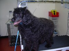 Dog Grooming Before