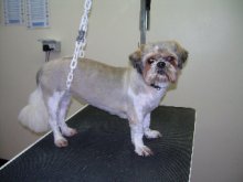 Dog Grooming Before
