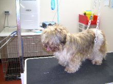 Dog Grooming Before