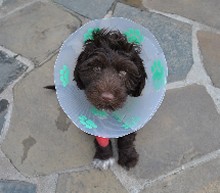 Injured Puppy - Opening Hours