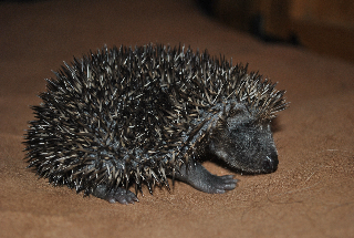 Hedgehog Orphan