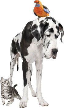 Dog-Monthly-Offer